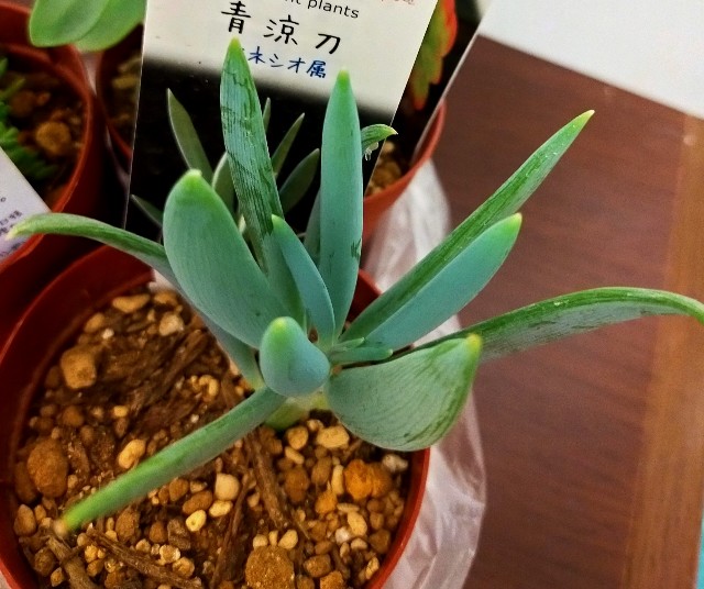 🌵多肉植物 また多肉狩り🤪清涼刀 他🌵 - コロの箱庭