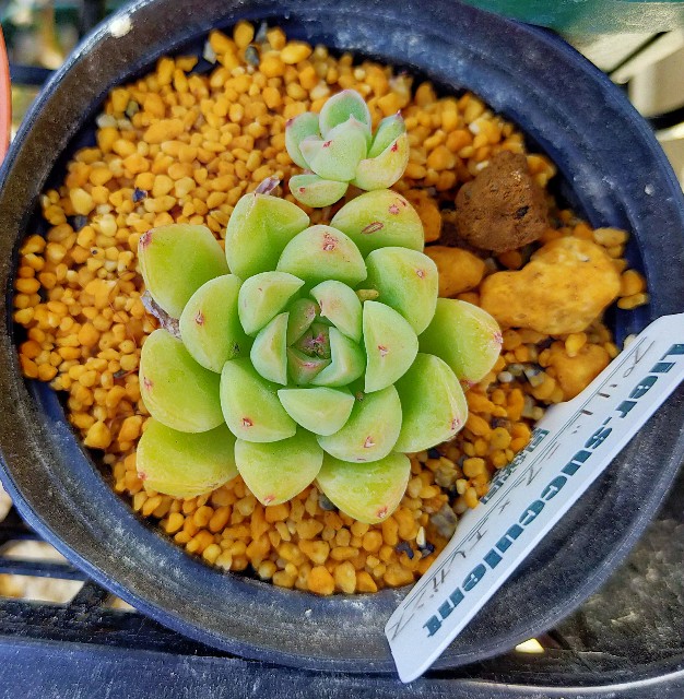 f:id:corohako:20210429211641j:image