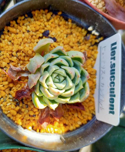 f:id:corohako:20210429211703j:image