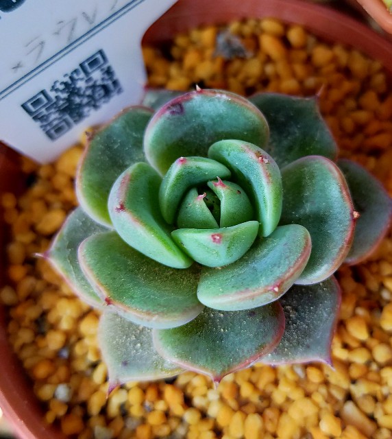 f:id:corohako:20210429211713j:image