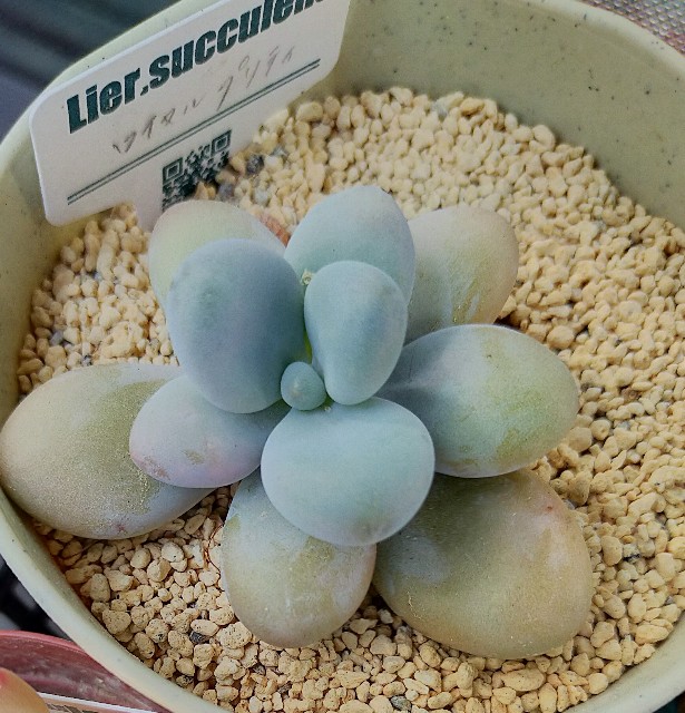 f:id:corohako:20210429211731j:image