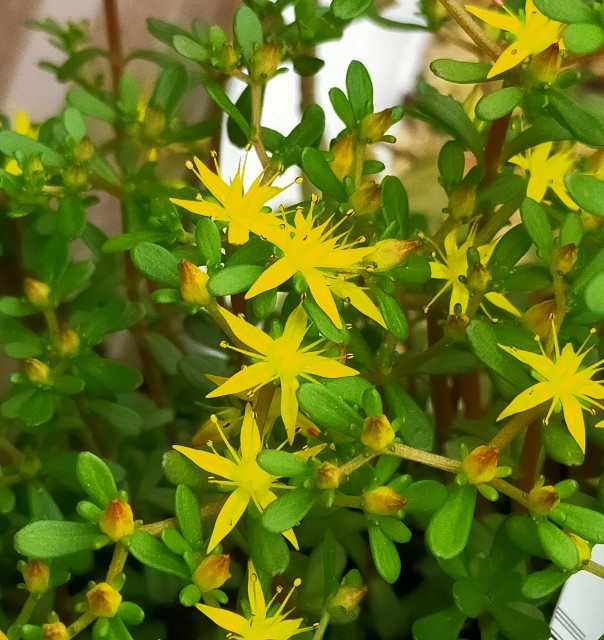 f:id:corohako:20210508221742j:image