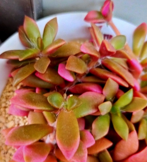 f:id:corohako:20210509220251j:image