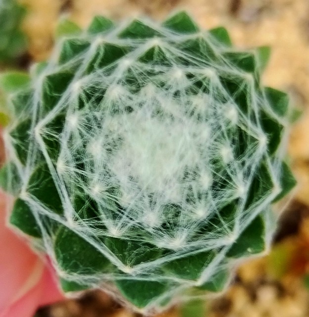 f:id:corohako:20210509220305j:image