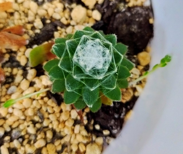 f:id:corohako:20210509220321j:image