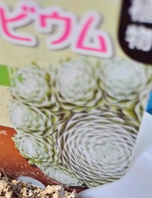 f:id:corohako:20210509220328j:image