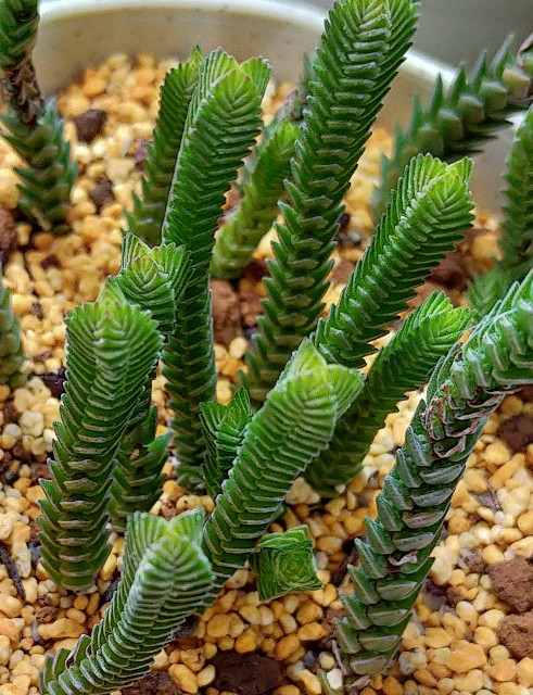 f:id:corohako:20210513091210j:image