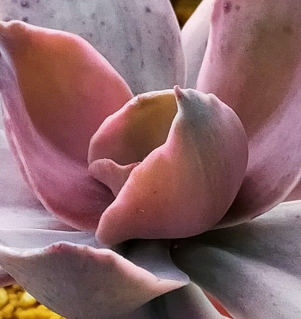 f:id:corohako:20210513091327j:image