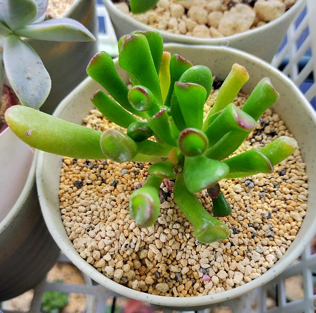 f:id:corohako:20210518200308j:image