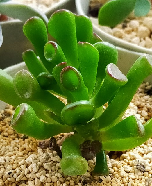 f:id:corohako:20210518200319j:image