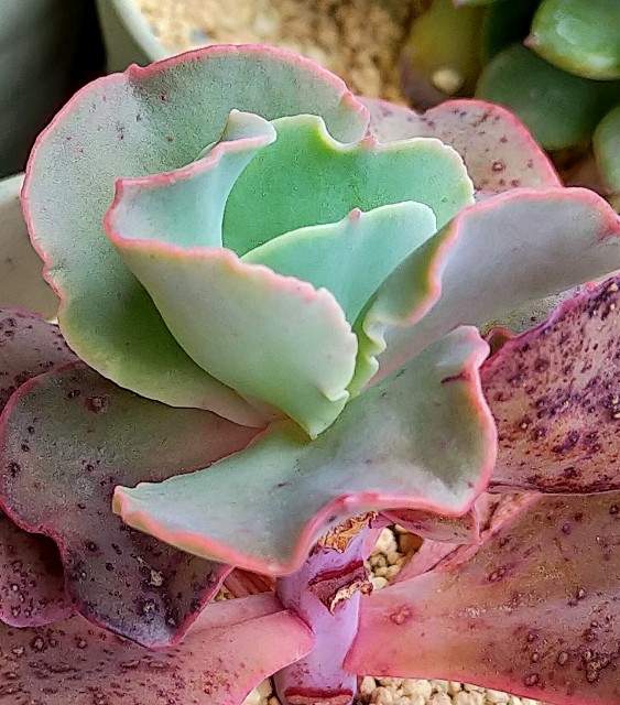 f:id:corohako:20210518200350j:image