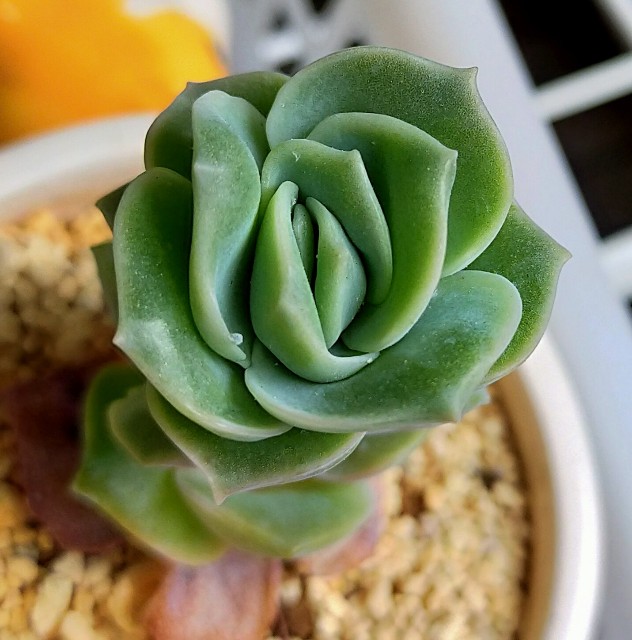 f:id:corohako:20210518200415j:image