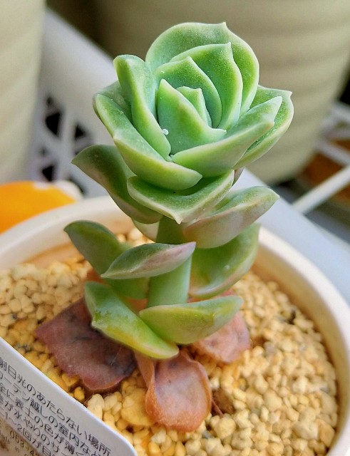 f:id:corohako:20210518200422j:image