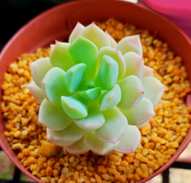f:id:corohako:20210522203721j:image