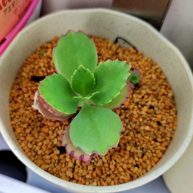 f:id:corohako:20210525135736j:image