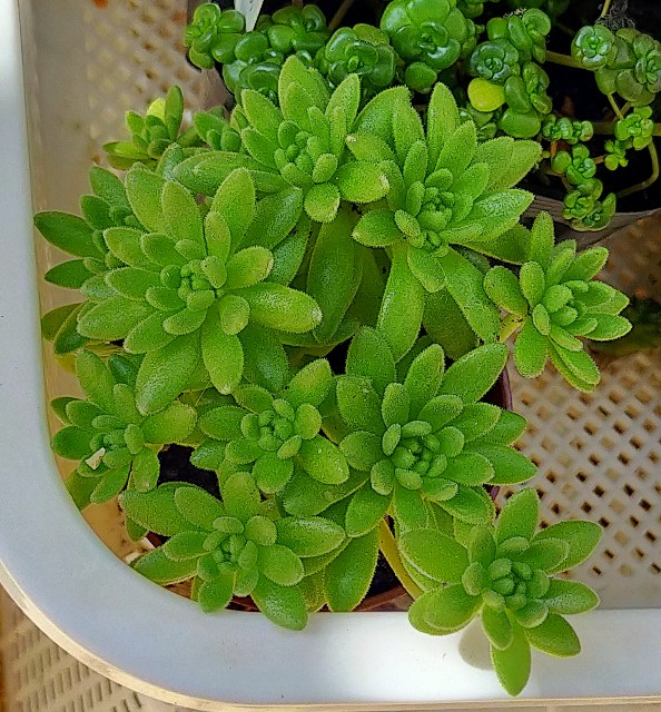 f:id:corohako:20210525135802j:image