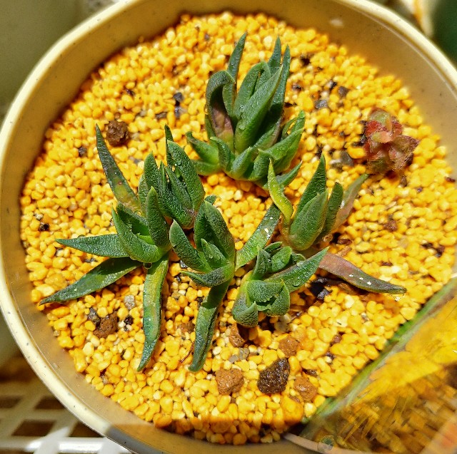 f:id:corohako:20210601211704j:image