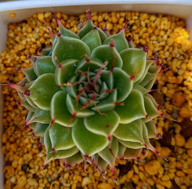 f:id:corohako:20210601211712j:image