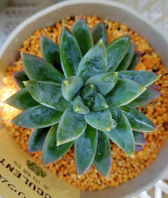 f:id:corohako:20210601211731j:image