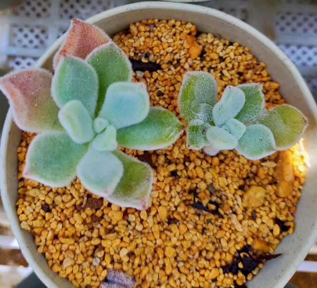 f:id:corohako:20210601211743j:image