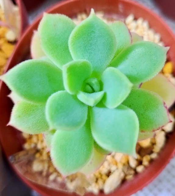f:id:corohako:20210615210815j:image