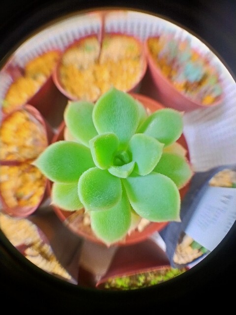 f:id:corohako:20210615210915j:image