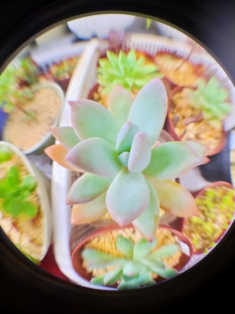 f:id:corohako:20210615210954j:image