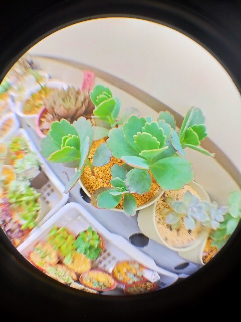 f:id:corohako:20210615211004j:image