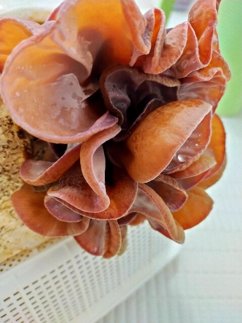 f:id:corohako:20211003211427j:image
