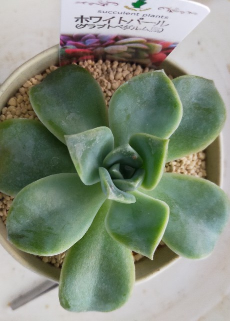 多肉植物 ホワイトパール セダムのカイガラムシ被害 コロの箱庭 多肉植物 ホワイトパール セダムのカイガラムシ被害 コロの箱庭