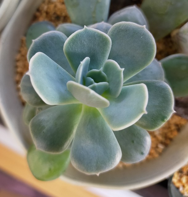 f:id:corohako:20211014194114j:image