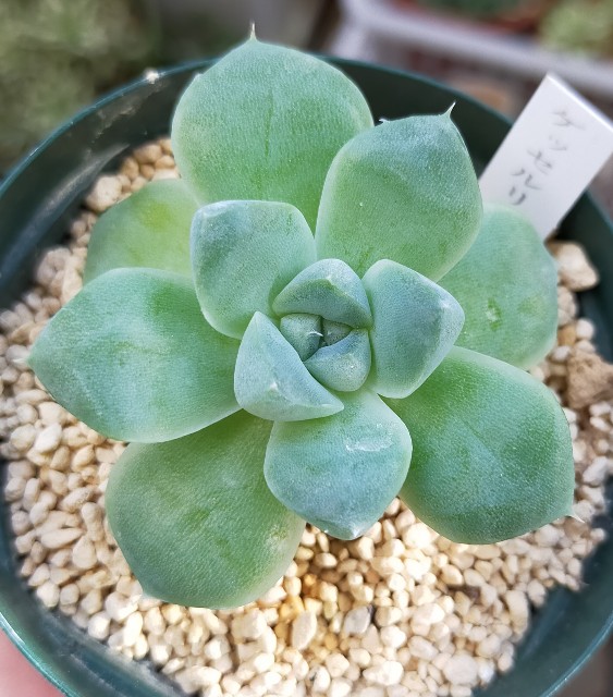 f:id:corohako:20211014194151j:image