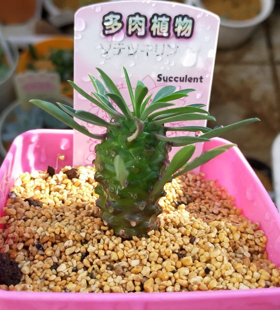 f:id:corohako:20211028184042j:image