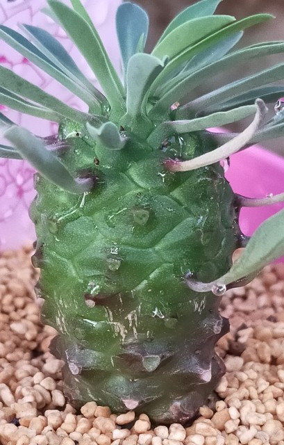 f:id:corohako:20211028184055j:image