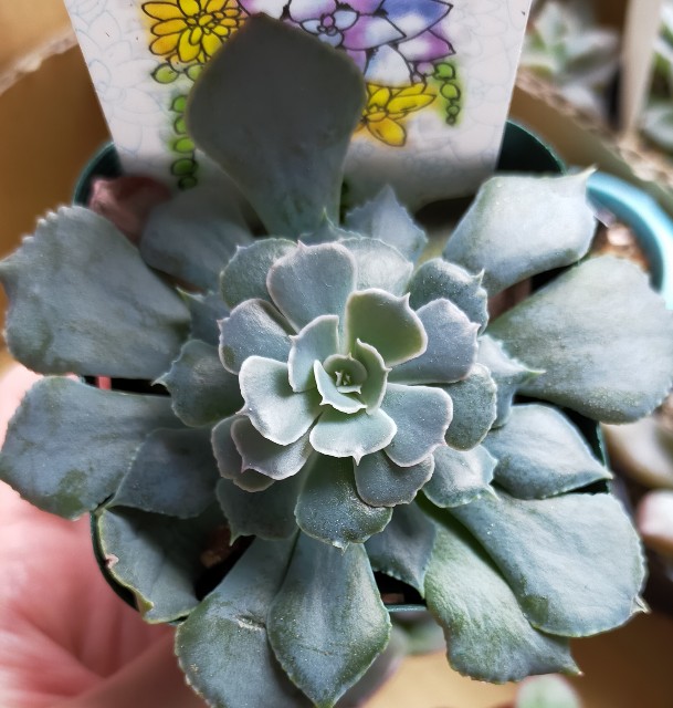 f:id:corohako:20211028184102j:image