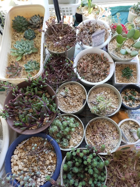 f:id:corohako:20220201160751j:image