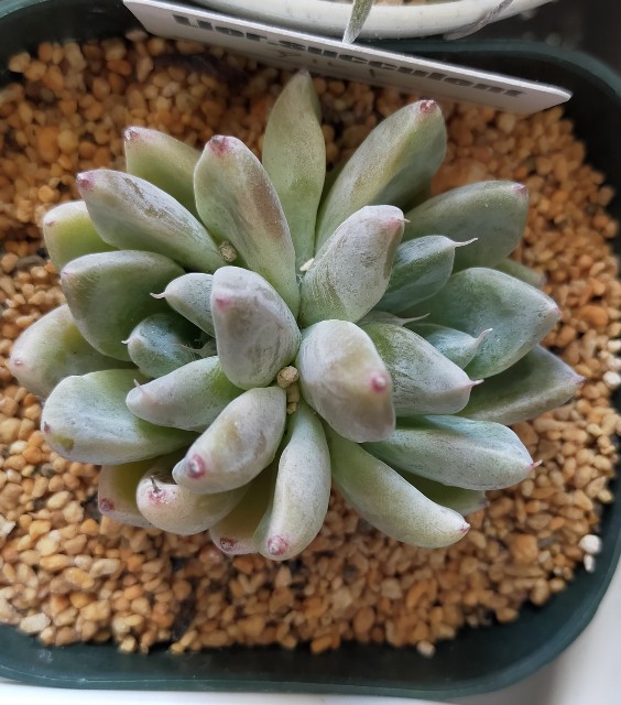 f:id:corohako:20220201162036j:image