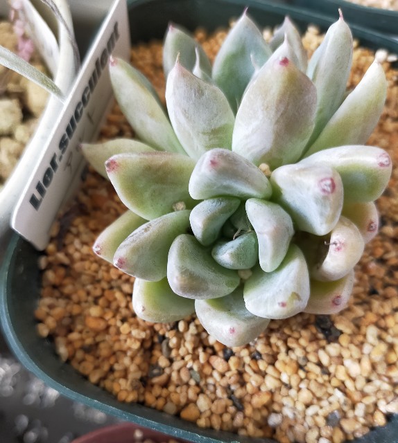 f:id:corohako:20220201162045j:image