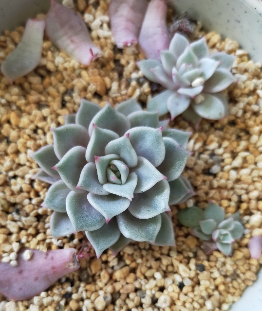 f:id:corohako:20220201162056j:image