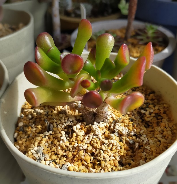 f:id:corohako:20220204120251j:image f:id:corohako:20220204120251j:image