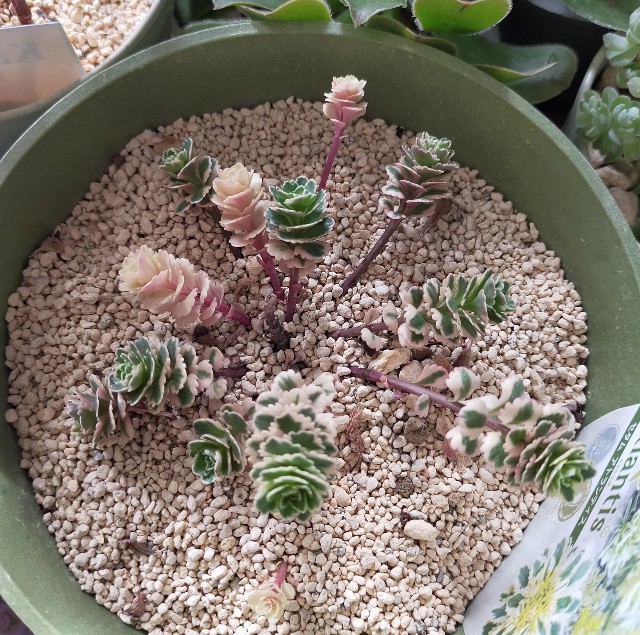 f:id:corohako:20220204120303j:image f:id:corohako:20220204120303j:image