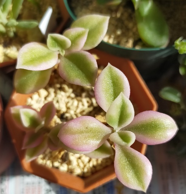 f:id:corohako:20220204120314j:image f:id:corohako:20220204120314j:image