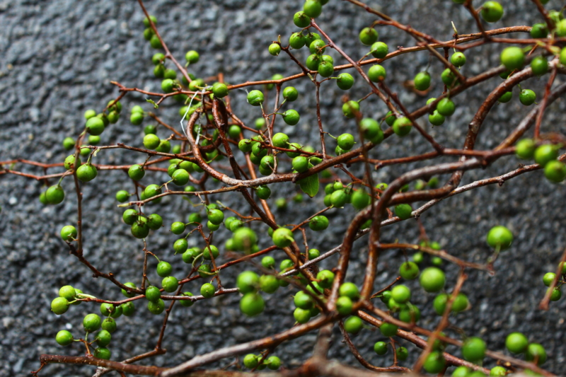 f:id:corsage515:20130715141213j:image