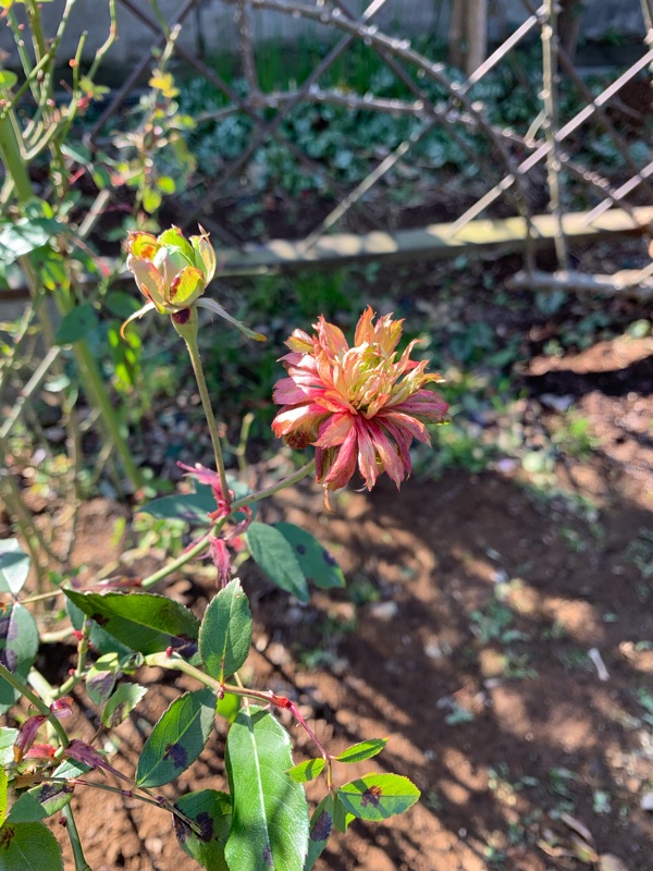 f:id:corunu:20190113214311j:plain