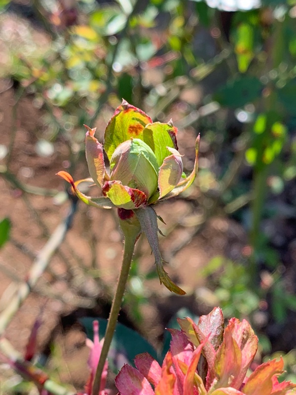 f:id:corunu:20190113214746j:plain