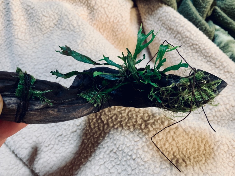 f:id:corunu:20190123233622j:plain