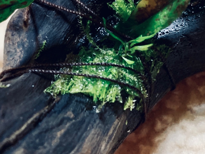 f:id:corunu:20190123233703j:plain