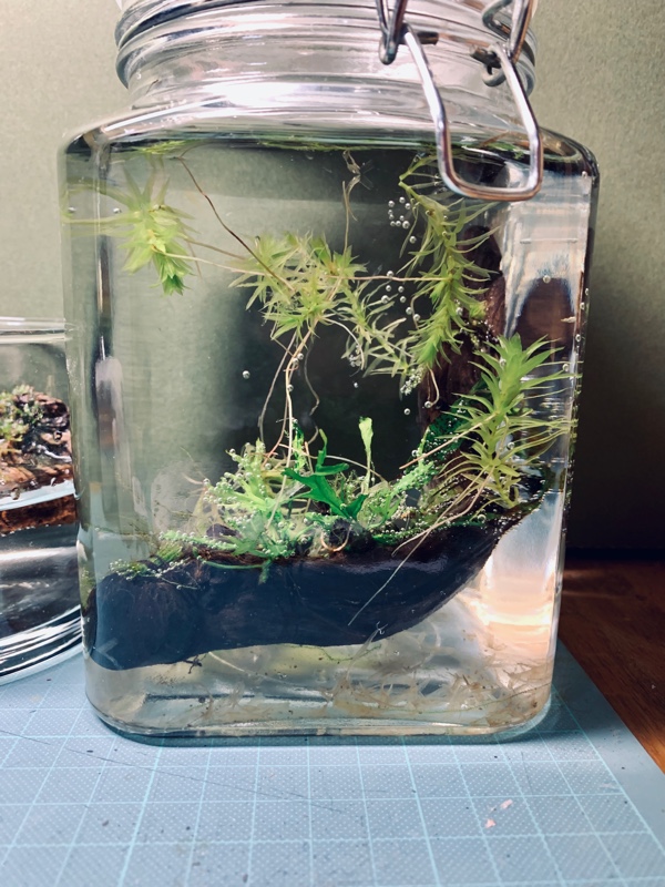 f:id:corunu:20190123233920j:plain