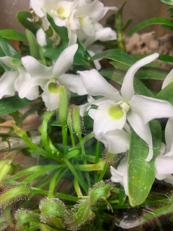 f:id:corunu:20190130134202j:plain