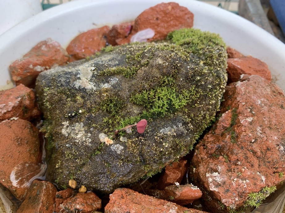 f:id:corunu:20190421233738j:plain